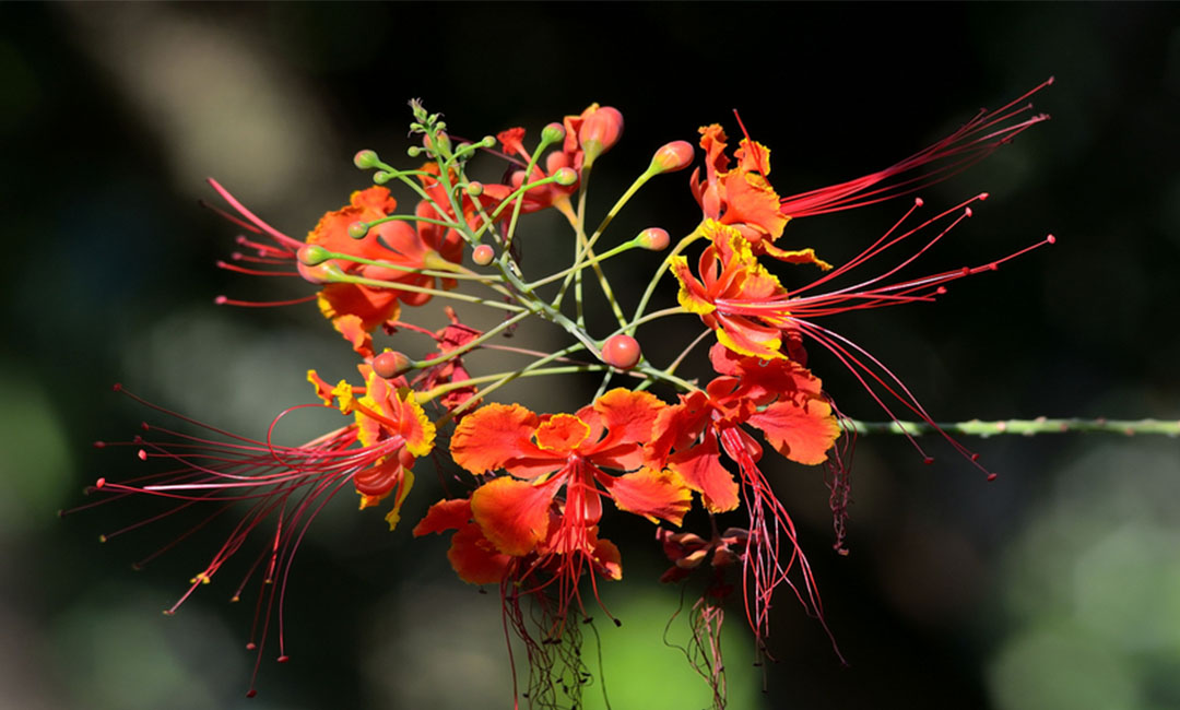固原花帮主百科词条创建案例